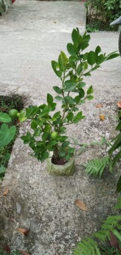 Natural Lemon Plant, For Gardening, Taste : Sour