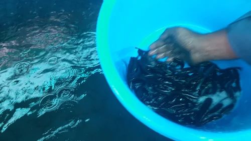 Murrel Seeds, For Fish Farming