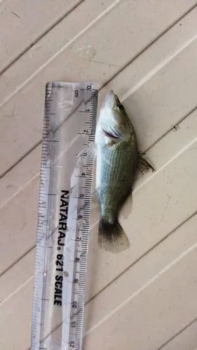 7 Inch Sea Bass Fish, For Farming, Shelf Life : 2month