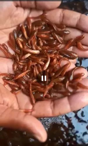 Black Feed Converted Murrel Fish Seed, For Farming Use, Certification : Eic