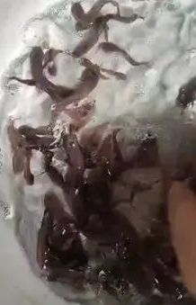 Desi Magur Fish Seed, For Cattle, Style : Alive