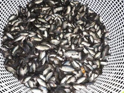 Whole Koi Fish Seed, For Farming, Style : Alive, Canned, Fresh, Frozen, Preserved