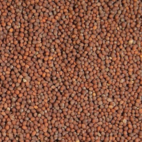 Brown Mustard Seeds, For Cooking, Shelf Life : 6 Month