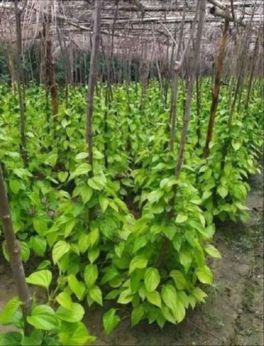 Natural Betel Leaf Plant, Color : Green