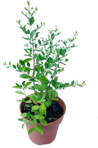 Henna Plant