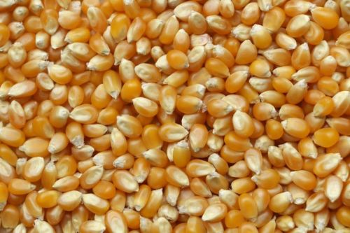 Maize, Packaging Type : Plastic Packet