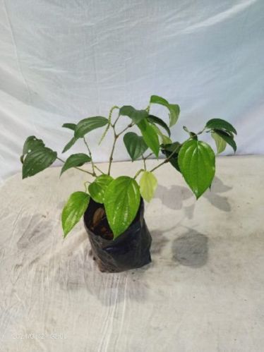 Organic Black Pepper Plant