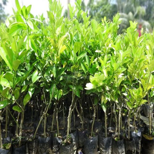 Malta Grafting Plant, Color : Green