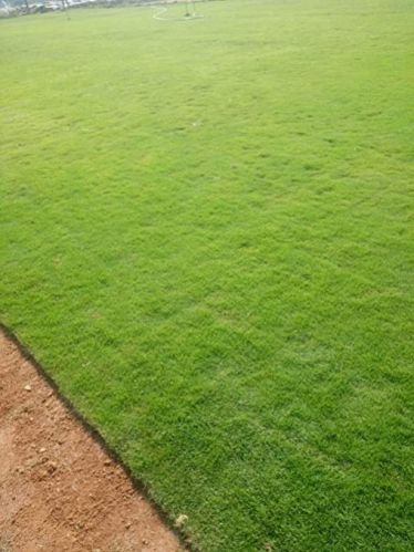 Mexico Grass, Color : Dark Green