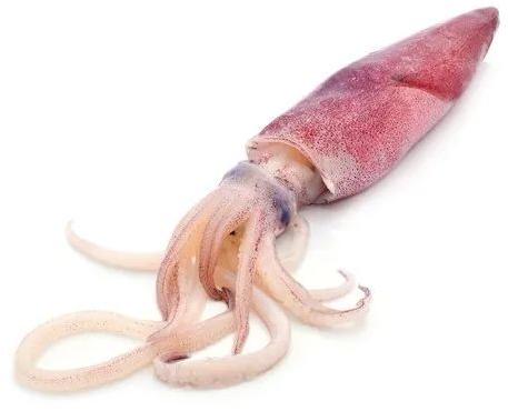 Fresh Squid, For Hotel, Restaurant