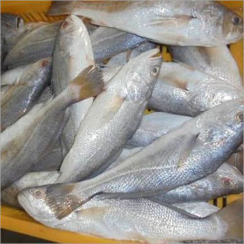 Silver Croaker Fish, For Cooking, Food, Human Consumption, Style : Fresh