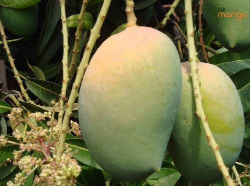 Organic Gir Kesar Mangoes, Certification : FSSAI Certified