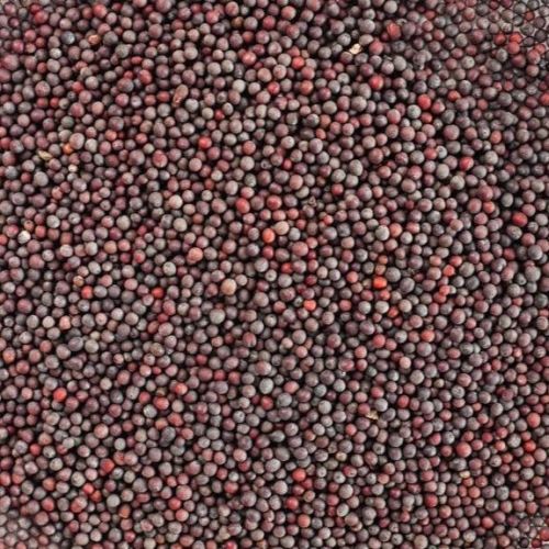 Mustard seeds, Quality Available : A Grade