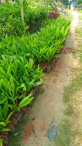 Green Arecanut Plant, For Plantation