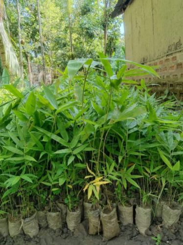 Green Organic Bambusa Balcooa Plant, For Farming