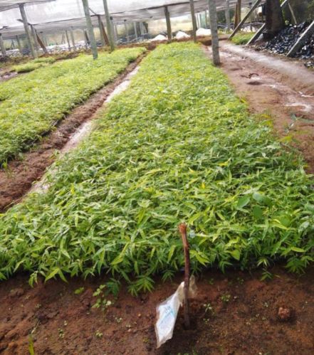 Green Organic Bambusa Nutans Plant, For Farming