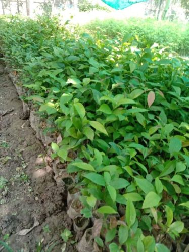 Organic Dalchini Plant, For Farming