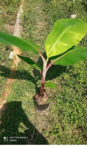 Natural Green Organic Red Banana Plant