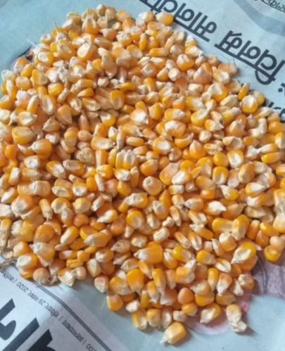 25 Kg Natural Maize, For Human Consumption, Certification : FSSAI Certified