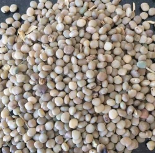 Tiger Guar Gum Seeds, Purity : 99%