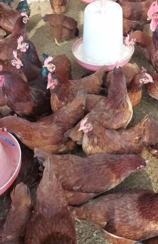 Rhode Island Red Hen, Feature : Healthy Body Mass