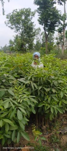 Mahogany Plants, Features : Herbal Medicinal Row Aterials