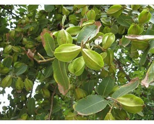 Terminalia Arjuna Tree