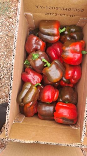 Rezwan Red Capsicum for Food