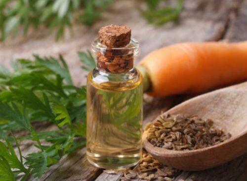 Carrot Seed Essential Oil, For Medicines, Certification : Gc Test Pass