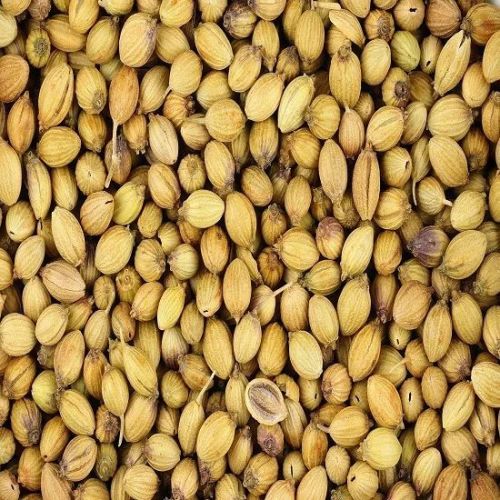 Common Coriander Seeds, Grade Standard : Food Grade