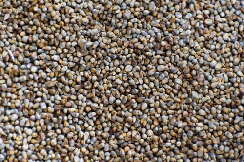 Fine Processed Organic Millet Seeds, For Cooking, Cattle Feed, Style : Dried