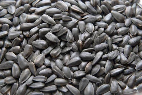 Black Organic Sunflower Seeds, For Food, Cooking, Agriculture, Purity : 99.9%