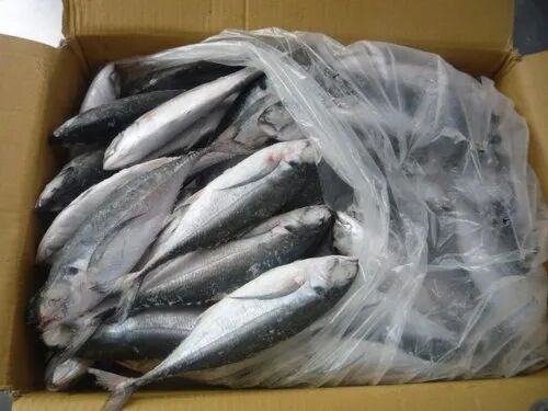 Frozen Horse Mackerel Fish, Packaging Type : Carton