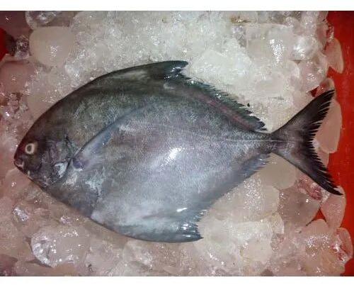 Frozen Pomfret Fish, For Business Or Export, Packaging Type : Carton