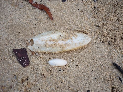 Natural Dried Cuttlefish Bone, Certification : MPEDA