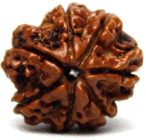 Wooden 7 Mukhi Rudraksha, Size : 8 Mm