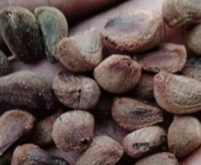 Argyreia Nervosa Seeds, Packaging Size : 40kg