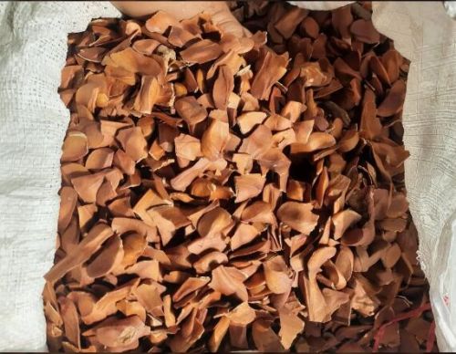 Mahogany Seeds, Packaging Size : 40kg