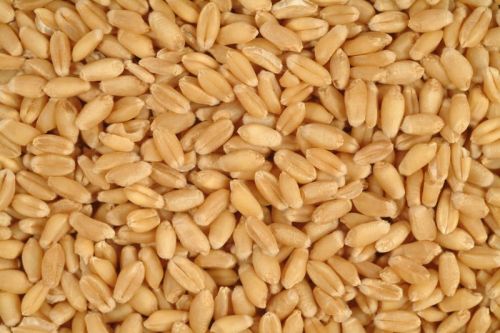 Natural Wheat Grain, For Cookies, Packaging Size : 10 Kg