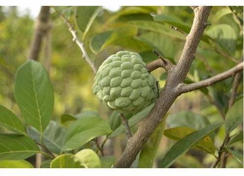 Organic Fresh Custard Apple, For Human Consumption, Packaging Type : Plastic Box