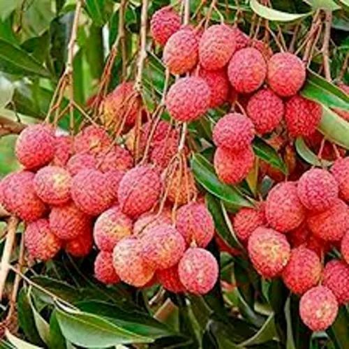 Fresh Litchi, Feature : Sweet