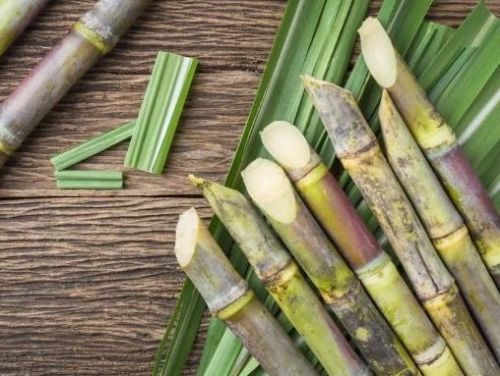 Round Natural Organic Sugarcane, For Sweet Taste, Packaging Type : Loose