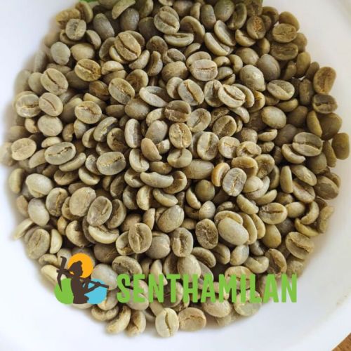 Senthamilan Arabica Green Coffee Bean, Packaging Type : Packet