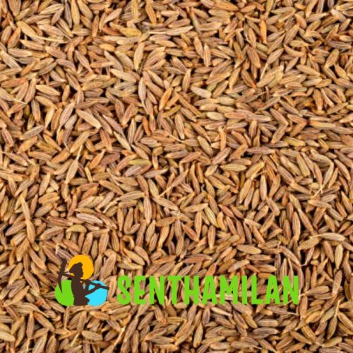 Cumin Seed, Style : Dried