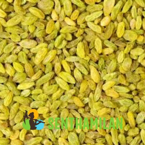 Senthamilan Long Dry Grapes, Shelf Life : 12 Months