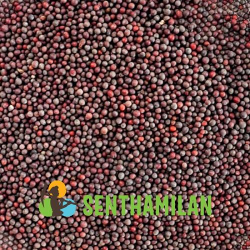 Mustard Seed, Certification : ISO 9001:2008 Certified