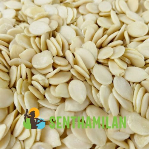 Senthamilan Natural Watermelon Seed, Shelf Life : 1year