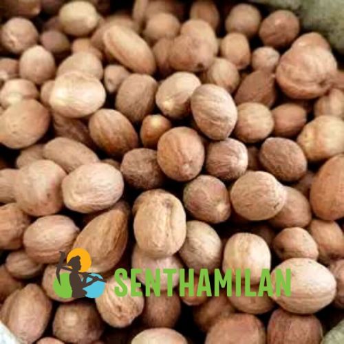 Nutmeg, Certification : ISO 9001:2008 Certified