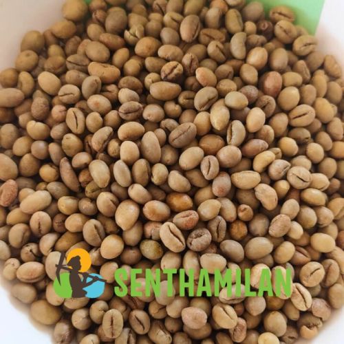 Senthamilan Robusta Green Coffee Beans, Packaging Type : Packet