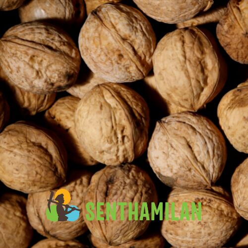 Senthamilan Walnut (Hard Shell), Shelf Life : 12 Months
